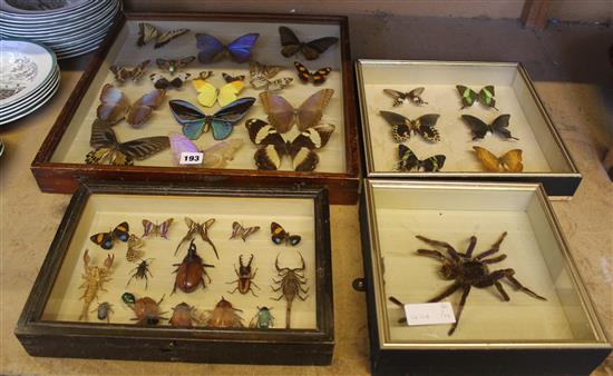 4 cased insects